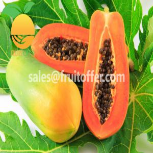  Providing Frozen Papaya From Vietnam - fruits and vegetables export type- frozen iqf,  delivered in container 20'fcl / 40'fcl----origin- viet nam----product shape- dice,  cube,  chunk,  tidbit,  slice,  cut 1/4,  cut half,  stick...or as you prefer----color- natural red orange----taste- sweet naturally----brix- 8+----package- pe bag,  colored bag,  vacuum bag...in cart
