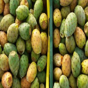  Vente Figue De Barbarie Tunisienne - fruits et légumes on dispose de figue de barbarie (le roi de fruits) d’origine tunisienne à exporter,  c’est un fruits avec un concentré énergétique très important,  elle est aussi utiliser pour l’extraction de vinaigre,  huile de pépin, ..etc.--veillez nous contacter pour toute 
