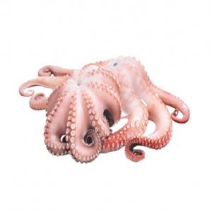 Vente de la poulpe  - poissons bonjour tout le monde, --nous sommes dans la saison des poulpes;--saisissez cette opportunité et commandez votre part maintenant;--les prix sont raisonables avec du poulpe de bonne qualité;--allez envoyer vos commandes tout de suite;--bon courage