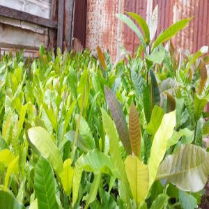  Cultures Du Colatier Et Petit Cola - semence graine plant cette annonce est con&ccedil;u pour aider toutes personnes voulant se lancer dans la culture du colatier et petit cola vous pouvez nous contacter nous sommes &agrave; votre disposition. l'entreprise pafm sarl est une entreprise sp&eacute;cialis&eacute;e dans la production de p&eacute;pini&egrave;res