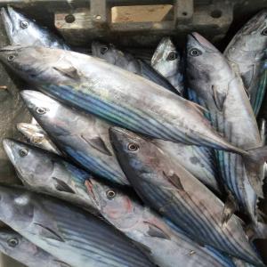  Armements De Peche Livre Du Faux Thons/congeles - poissons nous sommes prets a etablir des contrats de livraison faux thons /export pour toutes destinations. calibre de 1 kg a 20/25 kilos/ ravil /yellow fine /albacore/skip jacks. nous consulter. merci 