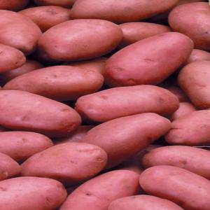  Semences Pommes De Terre - semence graine plant bonjour----courtier en pommes de terre et semences de pommes de terre,  je suis &agrave; votre disposition pour la fourniture de semences de pommes de terre europ&eacute;ennes. --pr&eacute;cisez moi svp vos besoins pr&eacute;visionnels pour les mois &agrave; venir (vari&eacute;t&eacute;s,  calibres,  t