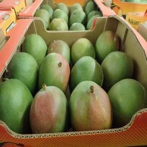  Vente Mangues Kent Et Keit Du Sénégal - fruits et légumes structure basée au sénégal vend mangues  direct paysans producteur  structuré en coopérative .--la variété de nos mangues sont la kent et la keit conditionnés en cartons de 4kg pour le fret aérien et cartons de 6kg pour fret maritime 