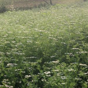  Coriandre Graine Bio Production Gers - épices aromates production en cours de coriandre graine bio dans le gers,  récolte sous peu,  pour épice,  huile,  semence,  etc...--n'hésitez pas à nous contacter selon vos besoins.