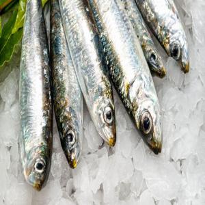  Sardine Congele Export - poissons bonjour,  société d'export dispose de sardine congelé premier choix qualité garantie et prix intéressant souhaite exporter nos produits en afrique en europe ou toutes autres destinations.--prière de nous contacter sur whatsapp pour plus de détails.--co