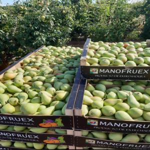  La Poire - fruits et légumes  la poire est le fruit du poirier commun,  arbre de la famille des rosaceae. le poirier est originaire d'asie mineure et il semblerait que la r&eacute;colte de ... tr&egrave;s bonne qualit&eacute; tr&egrave;s bonne service tr&egrave;s bonne prix..