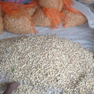  Arachides Frais - semence graine plant je suis togolais à lomé je cherche plus de clients pour le lui fournir des arachides frais de bonne qualité et quantité par semine aux maximum 10 tonnes en sac de 10kg et 5kg 