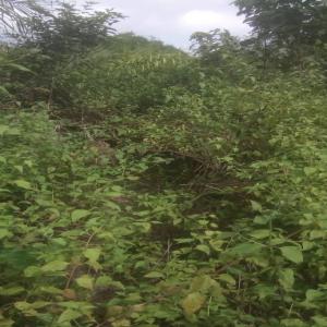 Parcelle Agrİcole Non Planté En Vente - mine terrain concession foret agrİcole non planté en vente ---superficie - 10 hectares --situation géographique - agboville --documentation - a. v ( attestation vİllageoİse ) --prİx - 700.000f / ha--visite - 10.000f 