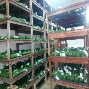  Sakasaka, N'dolè, Ngaï, Matembele - fruits et légumes nous produisons et exportons des l&eacute;gumes feuilles fra&icirc;ches et surgel&eacute;s--( sakasaka,  n'dol&egrave;,  n'gaï....)--conteneur reefer de 40 ft. partout en europe et aux usa.--ainsi que les l&eacute;gumes feuilles fra&icirc;ches et arachide par avion vers l'europe.