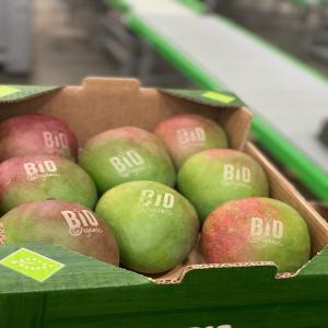  Vente De Mangues Kent Bio Venant Du Senegal. - fruits et légumes bonjour. je vends des mangues kent certifiés bio d'origine et en provenance du senegal calibre 12 en cartons de 04kg uniquement par fret aérien.--soumissionnez votre demande je saurai vous faire une cotation sur mesure.--merci d'avance !