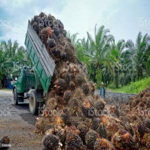  Huile De Palme (huile Rouge) - huiles je suis un entrepreneur agricole qui stock des bidons d'huile de palme et le commercialise sur le plan international..