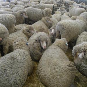  Nous Vendons Du Bétail Et Des Animaux Vivants - animaux vivants  entreprise de production et de commerce de bétail et d'animaux vivants avec plus de cinquante ans d'expérience dans notre région. basés en espagne,  nous avons expédié plus que des animaux vivants vers des pays du tiers-monde tels que la libye,  le liban,  l'&