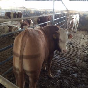  Vente De Races Simmental, Charolais Et Limousin - animaux vivants race - simmental,  charolais et limousin----emballage- navires------informations générales sur le produit -------nous exportons des veaux du limousin et du charolais de la plus haute qualité vers de nombreux pays arabes.------marché - mondial----pays - espagne----dé
