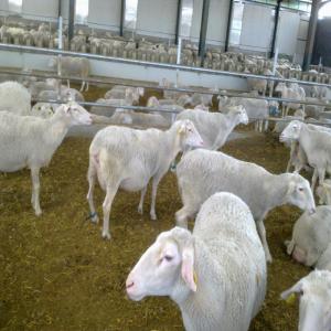  Moutons Et Agneaux D'assaf - animaux vivants moutons et agneaux d'assaf. moutons et agneaux assaf &agrave; vendre.----race - assaf------&acirc;ge - plus de six mois------emballage- navires------informations g&eacute;n&eacute;rales sur le produit - agneaux de poids 50 kg de first ;------march&eacute; - mondial----pays - espagne----d&eacute;lai 
