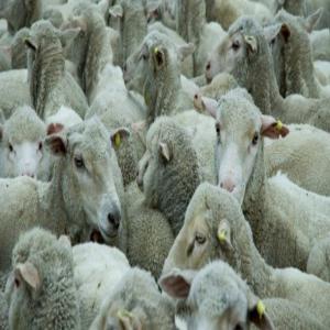  Agneaux D'arménie - animaux vivants agneaux d'arménie--race - arménienne------âge - plus de six mois------emballage- navires------informations générales sur le produit - agneaux de poids 50 kg de first ;------marché - mondial----pays - espagne----délai de livraison - quelques heures apr&