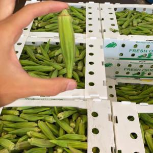  Gombo Legumes Exotiques Africains - fruits et légumes - l&eacute;gumes et fruits au choix ---- gombos--- aubergines africaines--- aubergines--- arachide fraiche--- piment frais vegetarien--- piment frais antillais--- banane plantain--- igname--- manioc frais--- patate douce blanche--- gingembre--- citronnelle--- haricots verts (soleil vert)--- epinards