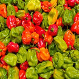  Piment, Gombos, Ngalam+, ... Legumes D'afrique - fruits et légumes pour magasin exotique - piment,  gombos,  aubergines africaines,  banane plantain,  en gros,  en demi-gros,  et à de bon prix.----- piment frais antillais--- gombos--- aubergines africaines--- arachide fraiche--- arachide grillée--- piment frais végétarien--- banane plantain---