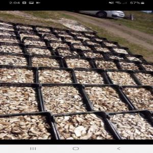  Morilles Cèpe Truffes Usnée Barbue Aubépi - fruits et légumes bonjour,  nous sommes un fournisseur de différentes espèces de champignons au maroc,  notamment les morilles ( une quantité de plus ou moins 200kg séchées) et les cèpes--nous fournissons également des plantes médicinales telle que l'usnée 