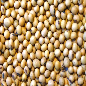  Soybean Customers. Wholesalers. - fruits secs et graines grillées i am looking for customers for the soybean.----je suis un commerçant et transitaire au port autonome de lomé.  (togo) je recherche des clients  de grain de soja,   fidèles,  fiable et compréhensible qui veulent faire des affaires avec moi en toute sincérité. m