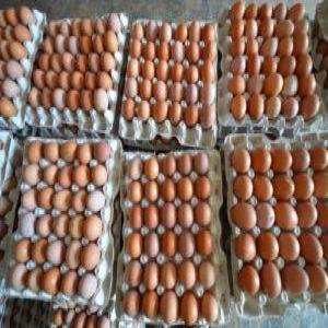  Exportateur D'oeufs Et Poules - viandes et oeufs bonjour,  --entreprise sp&eacute;cialis&eacute;e dans le commerce d'exportation de volailles et oeufs qui est bas&eacute;e au ghana et reconnue par les autorit&eacute;s ghan&eacute;en sous . nous recherchons actuellement des partenaires pour exportation de nos produits,  plus d'information veuillez no