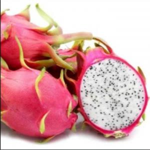  Fruit Du Dragon Import Turquie - fruits et légumes quantit&eacute; disponible fruits du dragon blanc et rouge fob turquie 4500   / tonne--poids moyen - 250 g / pi&egrave;ce--r&eacute;colte en cours