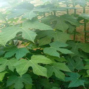  Feuilles De Chaya Surgelés - fruits et légumes bonjour messieurs)dames,  nous sommes une soci&eacute;t&eacute; exportatrice de fruits et l&eacute;gumes du togo. nous avons en projet d'agrandir notre plantation de feuilles de chaya sur 50ha que nous allons transformer en l&eacute;gumes surgel&eacute;s genre sakasaka,  matembele,  n'dol&egrave; et au