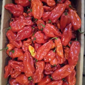  Meilleurs Produits Végétaux D'afrique Et Caraïbes - matiere vegetale nous vendons meilleure cacao,  vanille,  cajou,  café,  black eyes haricots et gros haricots,  gingembre de madagascar, ... bananes,  avocat piment,  gingembre de la région des milles collines au rwanda,  mangues,  fruits de la passion,  feuilles de cœur de tanzanie zanzibar,  mayotte,  gabon