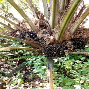  Recherche De Clients Pour Achat D'huile De Palme - huiles très bonne qualité d'huile de palme avec un rendement de 24 000 litres d'huile de palme et peut exceller plus selon le besoin