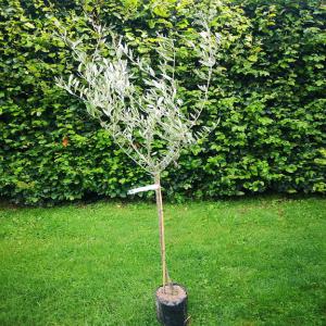  Jeunes Oliviers, Origine Grèce, Consommables - horticulture plante biocarburant jeunes oliviers d'un an,  taille ± 160 cm,  vari&eacute;t&eacute; koroneiki,  greff&eacute;s donc consommables,  origine gr&egrave;ce. munis d'un passeport sanitaire en bonne et due forme. 40  tvac,  remise de 5% &agrave; partir de 10 pi&egrave;ces.