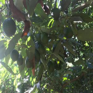  Avocat Bio Maroc - fruits et légumes vente de récolte d’avocat d’une ferme de 800 arbres située à sidi bouknadel.--avocat bio--variété haas
