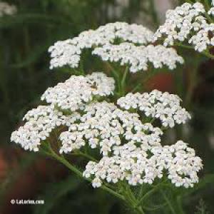  Huile Essentielle D'achilée Millefeulle - huiles bonjour, --nous sommes producteur de  huiles essentielles situé en bulgarie de nord-est.--nous proposons  à votre attention de l'huile essentielle d'achilée millefeuille récoltée 2021. --maintenant quantité disponible 200 kg. prix pour 1 kg 1500 euros.--nous 