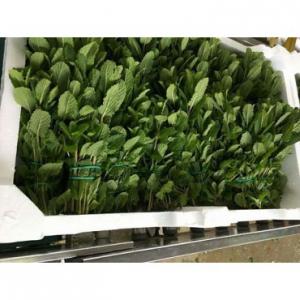  Vente De Menthe Fraiche Coriandre Persil - épices aromates bonjour,  nous sommes une société marocaine exportatrice de menthe fraiche et toutes herbes aromatiques.