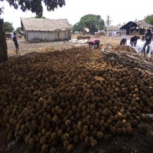  Recherche De Client Pour Achat De Coco - fruits secs et graines grillées bonjour, --nous sommes &agrave; la recherche de clients s&eacute;rieux ayant besoin de noix de coco.--nous pouvons vous fournir au moins deux conteneurs par mois selon vos besoins.--merci de nous contacter. 