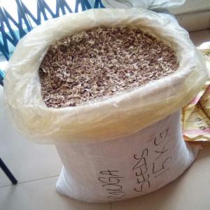  Moringa Oleifera Seeds - seed plant seed we sell moringa oleifera seeds for planting and oil extraction,  in small and large quantities.  moringa seed is from the seeds of the moringa oleifera tree,  and has been proven to be one of the finest for oils extraction,  which could be used for both health,  skin and hair.