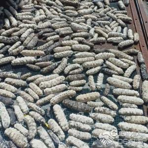  Concombre De Mer Sec En Bon État, En Mauritania - poissons j'ai une quantité de trois tonnes de concombres de mer séché en bon état et je recherche un client --je peux envoyer une quantité quand il veut.