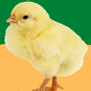  Fournisseur Pour Export De Poussins Aux Comores - viandes et oeufs bonjour, --je recherche un fournisseur des poussins pour exportations vers les comores. ceux qui sont intéressés par un futur partenariat économique gagnant gagnant veuillez me contacter.--