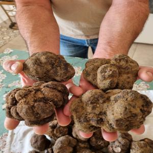  Truffe Fraiche Francaise - champignon levure truffes fraiches origine dr&ocirc;me,  gard,  vaucluse.--tarifs particuliers et professionnels.--prix au cours et selon quantit&eacute;.--brossees ou bien lav&eacute;es/brossees/mises sous vide.--livraison possible sous 72 h mais pas d'exp&eacute;dition.--paiement par avance----- tuber aestivum (truff