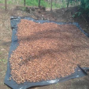  Cacao De Bonne Qualité Bien Sèche Déjà Stocké - café cacao thé mois d août début de la campagne cacaoyère au cameroun. --nous sommes société camerounaise située à douala qui opère dans l achat et la commercialisation des fèves de cacao et café. nous travaillons en étroite collaboration 