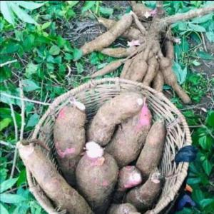  Production Et Commercialisation Du Bâton De Manio - féculents nous sommes une soci&eacute;t&eacute; coop&eacute;rative l&eacute;galement reconnue au cameroun et avons choisi la transformation du manioc comme activit&eacute; principale ! disposons de vastes terres cultivables et d'une grande main d'oeuvre pour une production en qualit&eacute; et en quantit&eacu