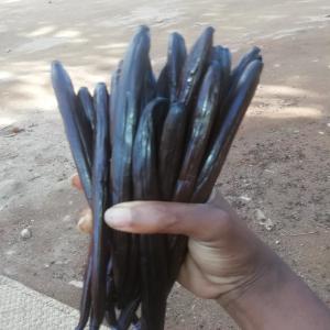  Gousses De Vanille - épices aromates vends gousses de vanille  bio de madagascar,  direct du producteur.--gousses de vanille délicate et très parfumée enchantera vos mets.--16/20cm conditionné sous vide.--conditionné par 5 gousses minimum--expédition toute l'europe