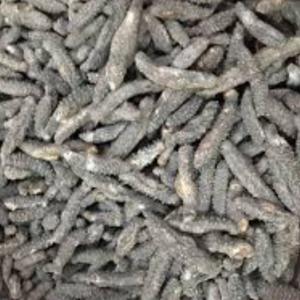  Concombre Mer - coquillage crustacé bonjour je suis à la recherche de fournisseur résident en cote d'ivoire de concombre de mer déjà séché au moins 2 tonnes par mois.--je réside à abidjan 