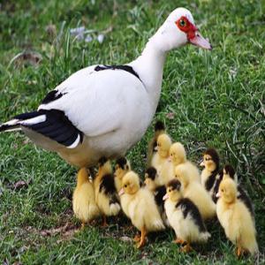  Canards Et Oeufs - viandes et oeufs --canards de barbarie--ce type s'appelle le canard berbère,  turc ou brésilien,  et il est similaire au canard soudanais.il existe deux types de canards de barbarie,  à savoir le barbarie blanche (sukarni) et la barbarie noire (barbare),  et il existe un troisième type. issue