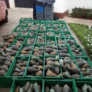  Ananas Frais, Ananas Séché Variété Pain De Sucre - fruits et légumes bonjour, --je suis producteur d'ananas pain de sucre au togo,  en afrique de l'ouest.--nous proposons &eacute;galement notre ananas s&eacute;ch&eacute;. nos fruits sont tr&egrave;s sucr&eacute;s et go&ucirc;teux.--nous travaillons depuis plusieurs ann&eacute;es avec l'europe.--n'h&eacute;sitez &agrave