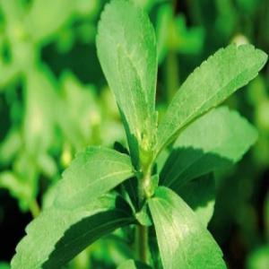  Culture De La Stévia Au Sénégal - épices aromates je suis à la recherche d'investisseurs de partenaires pour la culture bio de cette plante en vue d'une transformation en gélules ou poudre commercialisable sur le marché en afrique voir europe,  amérique,  asie.--le fort potentiel de cette plante aromatique n'est plus &agra