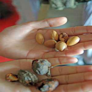  Argan Figue De Barbarie Ricin Avocat .... - huiles nous sommes une société de distribution et marketing accompagne des coopératives agricoles spécialisées dans la production d huiles d 'argan 100% bio cosmétique( gels douches,  gommage corps visage, shampoing, ect et alimentaire,  figue de barbarie. argile(verte