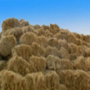  Vente Halfa, Alfa - matiere vegetale vente plante séchée halfa ou alfa à usage papeterie en balles pressée --nous cherchons partenaire sérieux pour liquider plus que 20000 tonnes par an