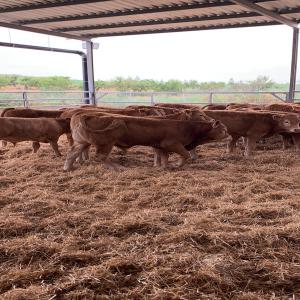  Boeuf Agneaux Vendre - animaux vivants sans transport,  prix fob.--boeuf charolais,  limousin,  montbéliard,  saler,  holstein à vendre mâle,  femelle.--poids 550kg à 650kg,  quantité importante.--agneaux mérinos poids 38kg 40kg à 45kg bonne quantité.--carcasses bovines et ovines--- boeuf c