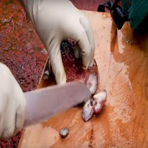  Holothurie, Concombre De Mer, Sea Cucumber, - coquillage crustacé - achat et vente de concombre de mer - sea cuncumber - holothuraians - beche de mer - holothurie anana (thelenota ananas),  holothurie de sable,  holothurie a fourrure,  pearsonothuria graeffei - holothurie rayée,  curry fish,  sand fish,  prikly red fish,  dried sea cucumber white teat fish,  black 