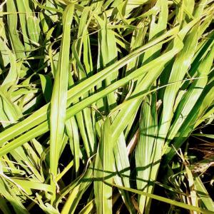  Excellentes Semences Fourragères - aliments pour animaux vente des meilleures semences fourragères,  qui ont été importées du brésil auprès de la multinationale n°01 en semences fourragères. il s'agit du panicum mombassa avec un taux de protéine entre 16 et 18% et brachiaria mavuno avec un taux de