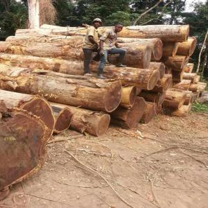  Vente Des Bois Tropicaux (iroko, Tali, Wenge...) - bois charbon fibre vous avez besoin d'acheter du bois ? ou vous connaissez un acheteur potentiel à kinshasa ou à l'étranger ? demandez nos prix rendus kinshasa ou fob matadi. exploitant forestier agréé dans les provinces de mai-ndombe et de l'équateur,  nous pouvons fournir des